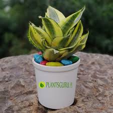 These stripes can have different width or length and are parallel to the veins of the leaf. Buy Sansevieria Golden Hahnii Snake Plant With Ceramic Pot Online At Plantsguru Com
