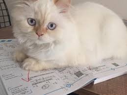 Sakarya Kedi Ilanlari