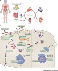 Here's what you need to know about the bacteria, and what happens if you get it. Listeria Monocytogenes Towards A Complete Picture Of Its Physiology And Pathogenesis Nature Reviews Microbiology