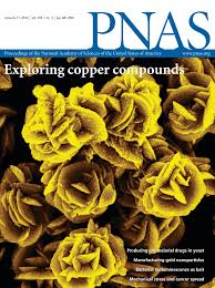 Ionic strength-dependent persistence lengths of single-stranded RNA and DNA 