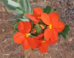 Image result for Crossandra greenstockii