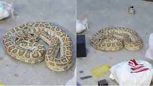 Seperti namanya, ular sawah dapat kita sebagian masyarakat mengenal fauna ini sebagai sanca batik atau sanca timur laut. Ular Sawa Kuning Ditemui Di Blok Hdb Di Queensway Berita Mediacorp