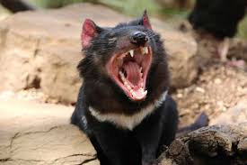 The tasmanian devil (also spelt tazmanian devil), commonly referred to as taz, is an animated cartoon character featured in the warner bros looney tunes and merrie melodies series of cartoons. Luck Of The Devil How A Tasmanian Icon Is Outwitting Cancer New Scientist