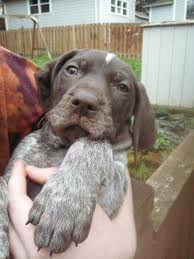 Help keep this page updated: Beautiful German Shorthair Pointer Puppies For Sale In Oregon City Oregon Classified Americanlisted Com