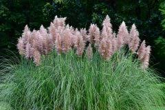 Entspricht der pampasgras samen dem sämereien qualitätslevel, die ich als zahlender kunde für diesen preis erwarten bio kann? Pampasgras Vermehren Mit Diesen Methoden Gelingt S