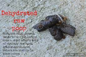 My Rotten Dogs Raw Fed Dog Poop What S Normal