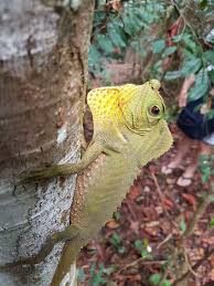 We did not find results for: Indonesia Singaraja Adventure Travel Wildlife Forest Sinarajah Rainforest Sri Lanka Piqsels