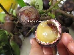 Collection of fruits name in english with high quality fruit images and fruit videos. Crystal Fruit Matoa Bombastic Borneo