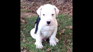 We are the best breeder in india for dogo argentino. Dogo Argentino Puppies For Sale Youtube