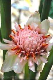 Image result for Laggera elatior