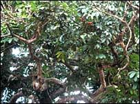 Image result for Citropsis