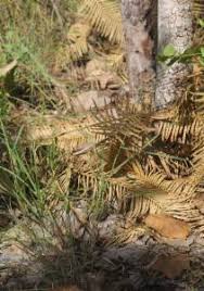 Image result for Sehima