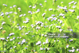 Image result for Adenostemma viscosum