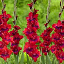 Image result for Gladiolus magnificus