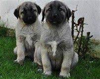 satilik kangal kopek yavrusu fiyatlari 2019 kangal kopegi kopek yavru kopek