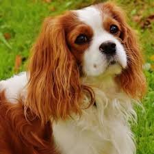 Maybe you would like to learn more about one of these? Cavalier King Charles Spaniel