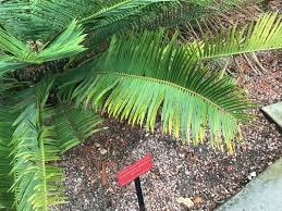 Image result for Encephalartos senticosus