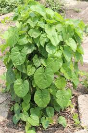Image result for Tinospora orophila