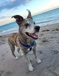 Tribute Wall — BirchBark Foundation