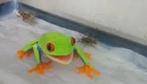 Monitor the progress of the frog and stay involved. How To Breed Red Eye Tree Frogs Josh S Frogs How To Guides