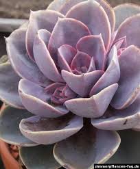Echeveria Perle Von Nurnberg Echeveria Zimmer Sukkulenten Sukkulenten