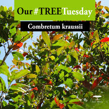 Image result for Combretum kraussii