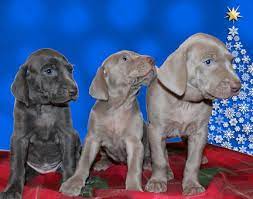 Shade Of Grey Weimaraners Weimaraner Puppies Weimaraner Dogs And Puppies