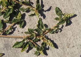 Image result for Amaranthus deflexus