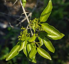 Image result for Canthium