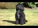Black Cockapoo Puppies for Sale - DogsNow