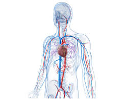 Pushed throughout the body within the blood vessels. What Is A Vein Definition Types And Illustration