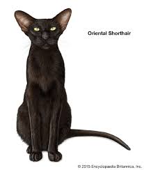 This designer breed was developed to retain the deep black color of the american shorthair and the sleek, muscular body of the burmese. 8nsyaeryndyxem