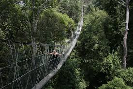 En promedio, esta experiencia te tomará aproximadamente 5 h. Longest Canopy Walkway Taman Negara Walkway Kuala Lumpur Malaysia 1 509 Feet Long Deep In The Heart Of The Taman Negara Scary Bridges National Park Tours