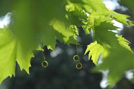 London plane tree root issues have become quite a headache for the municipality, denizens of the city and arborists with the question of what to. London Planetree Care And Growing Guide