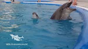 Watch As Newborn Dolphin Jumps Out Of Water While Swimming With Mom Youtube