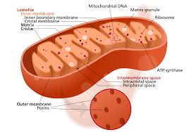A ribosome is a complex cellular mechanism used to translate genetic code into chains of amino acids. Mitochondrial Ribosome Wikipedia
