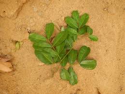 Image result for Afzelia