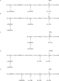 Mimesis is a term with an undeniably classical pedigree. Lipooligosaccharide An Overview Sciencedirect Topics