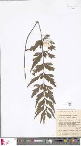 Image result for Asplenium blastophorum