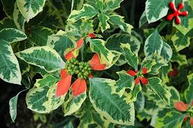 Image result for Euphorbia heterophylla
