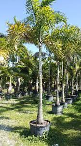 Realpalmtrees Com Florida Wholesale Plant Nursery Foxtail Palm Trees Miami 25 Gallon Wholesale Rea Wholesale Plant Nursery Wholesale Plants Foxtail Palm Tree
