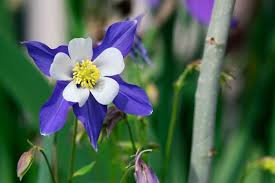 Big columbine tattoo on neck. Columbine Flower Meaning Symbolism Mythology Folklore Uniguide