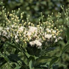 Image result for Vernonia kirkii