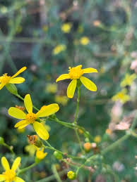 Image result for Cineraria mazoensis