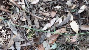 Image result for Entolasia