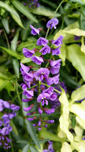 Image result for Hardenbergia comptoniana
