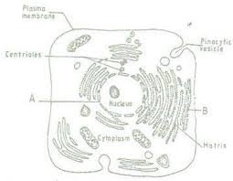 Maybe you would like to learn more about one of these? The Figure Below Is A Fine Structure Of A Generalized Animal Cell As Seen Under An Electron Tutorke