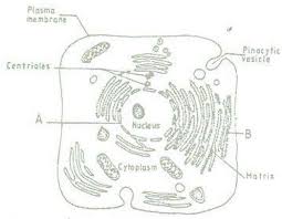 However, light microscopes form real colour images and can be used to watch living processes occur in microscopic detail, while electron microscopes cannot be used to study living. The Figure Below Is A Fine Structure Of A Generalized Animal Cell As Seen Under An Electron Tutorke