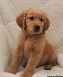 Golden retriever puppies virginia cheap. Golden Retriever Akc Puppies Price 600 For Sale In Jetersville Virginia Best Pets Online