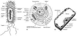 Zelle Lexikon Der Biologie